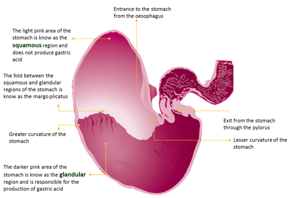 equine-gastroscopy-vets-north-exceptional-veterinary-care