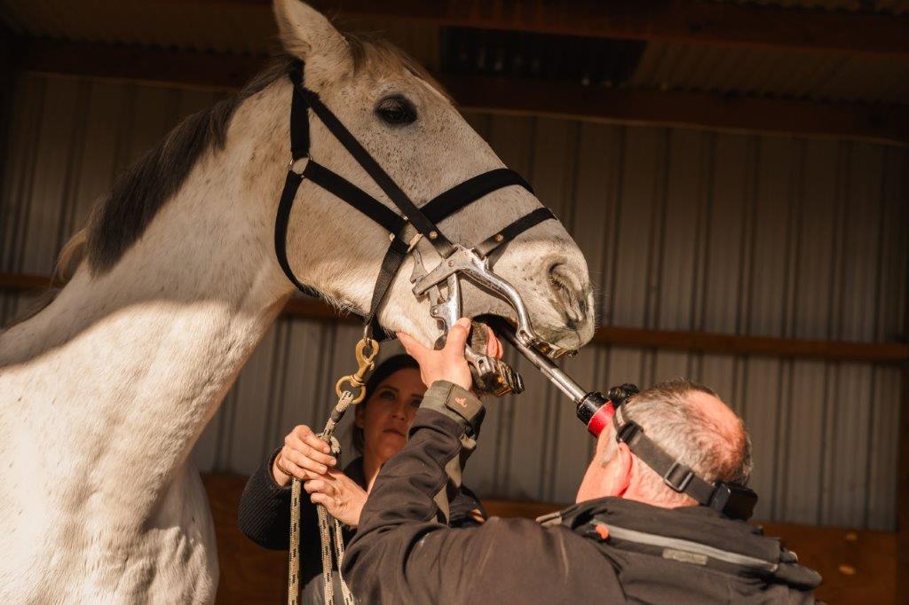 Vets North Equine Dental Procedure
